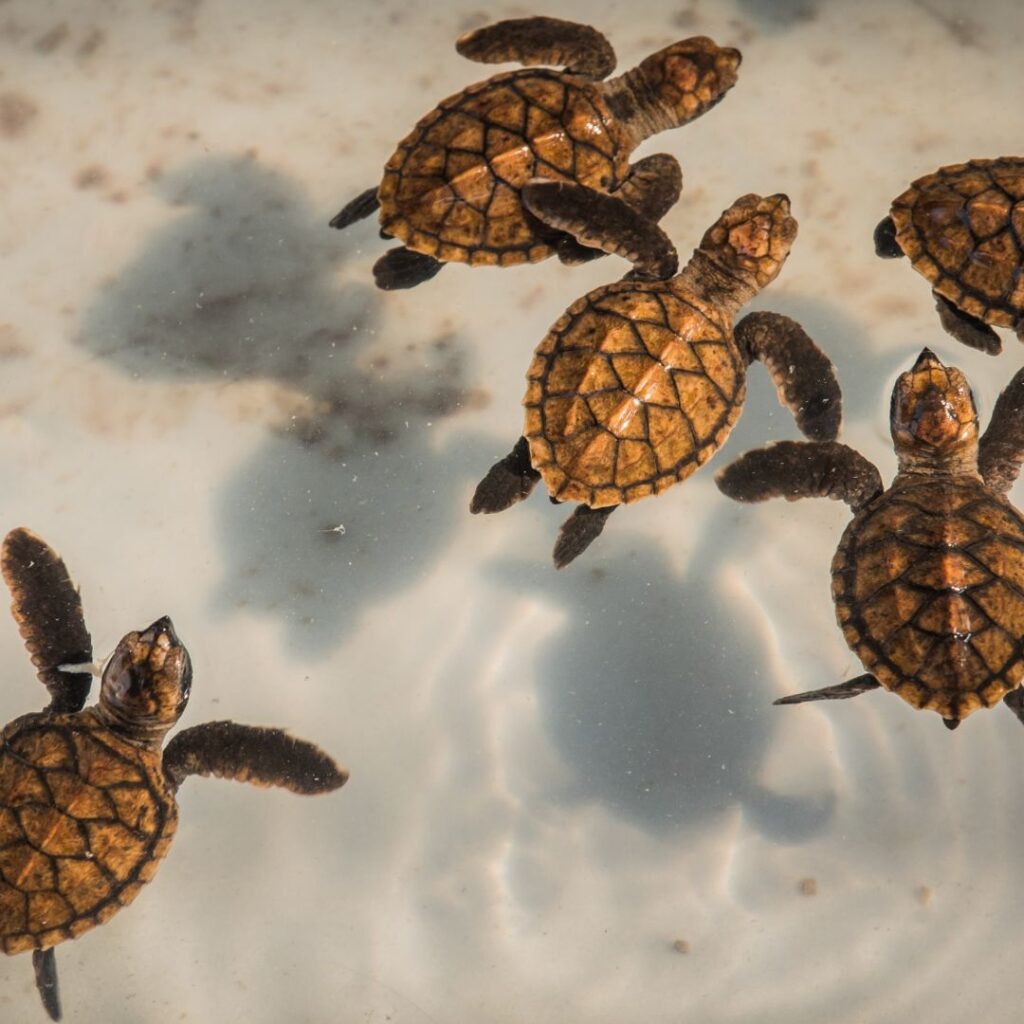 Our Commitment to Ethical Operations